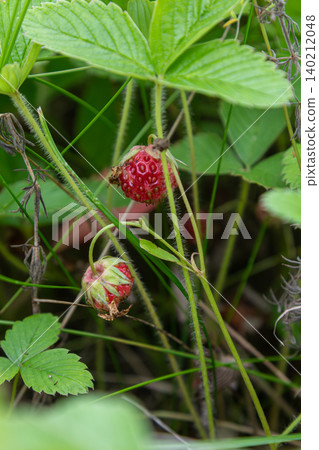 Green strawberry plants show ripe small red fruits in a natural meadow setting during the summer season 140212048