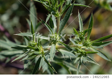 Eryngium campestre thriving in a natural habitat showcasing its unique spiky leaves and green flower buds under bright sunlight 140212065
