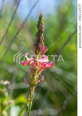 Common sainfoin Onobrychis viciifolia showcases vibrant pink flowers in a lush green environment during the peak blooming season Common sainfoin Onobrychis viciifolia showcases vibrant pink flowers in a lush green environment during the peak blooming season 140212077