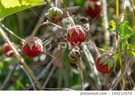 Green strawberry plants bear small red fruits in a sunlit meadow showcasing the beauty of Fragaria viridis in their natural habitat Green strawberry plants bear small red fruits in a sunlit meadow showcasing the beauty of Fragaria viridis in their natural habitat 140212078