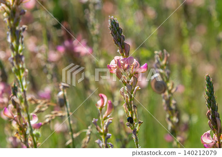 Common sainfoin blooms with pink flowers adorning a lush green field in vibrant spring sunlight attracting beneficial pollinators and enhancing biodiversity Common sainfoin blooms with pink flowers adorning a lush green field in vibrant spring sunlight attracting beneficial pollinators and enhancing biodiversity 140212079
