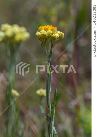 Colorful blossoms of Helichrysum arenarium thriving in a natural habitat during the warm summer months of a countryside meadow Colorful blossoms of Helichrysum arenarium thriving in a natural habitat during the warm summer months of a countryside meadow 140212092