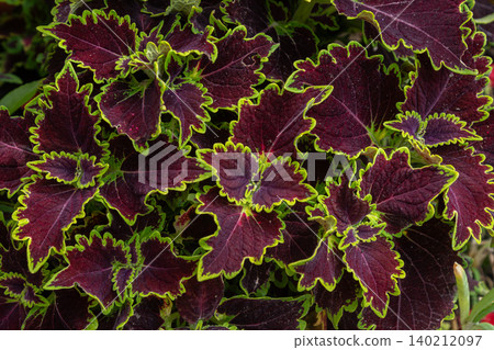Plectranthus scutellarioides showcases vibrant purple and green foliage in a sunny garden setting during springtime Plectranthus scutellarioides showcases vibrant purple and green foliage in a sunny garden setting during springtime 140212097