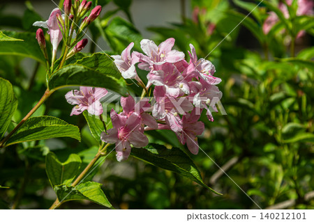 Exploring the beauty of Weigela florida with abundant pink flowers in full bloom Exploring the beauty of Weigela florida with abundant pink flowers in full bloom 140212101