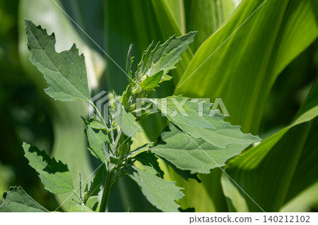 Common Lambsquarters grows among corn plants in a sunny field showcasing its distinctive leafy features during mid-summer Common Lambsquarters grows among corn plants in a sunny field showcasing its distinctive leafy features during mid-summer 140212102
