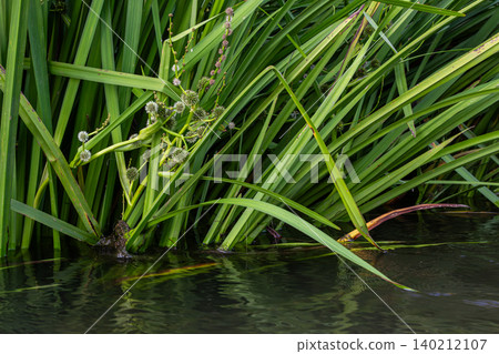 Sparganium bur-reed growing in calm waters surrounded by lush green foliage during a sunny afternoon in a serene wetland habitat 140212107