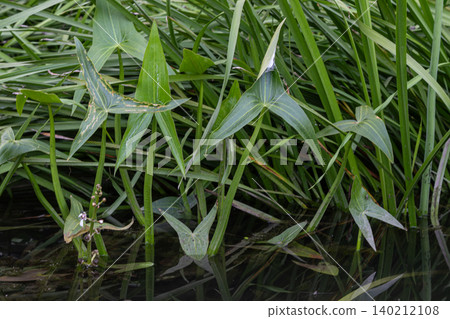 Common arrowhead plants thrive in aquatic habitats showcasing their distinctive arrow-shaped leaves amid lush green vegetation Common arrowhead plants thrive in aquatic habitats showcasing their distinctive arrow-shaped leaves amid lush green vegetation 140212108