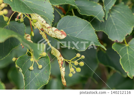 Close-up view of Tilia cordata leaves and young fruit in a lush green environment showcasing the details of small-leaved lime during a sunny afternoon Close-up view of Tilia cordata leaves and young fruit in a lush green environment showcasing the details of small-leaved lime during a sunny afternoon 140212116