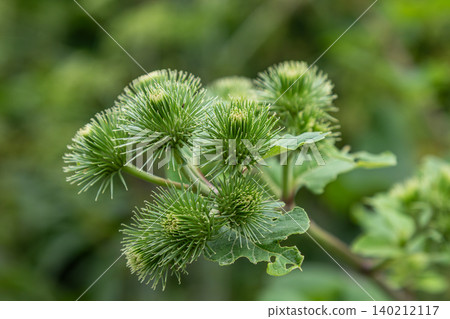 Greater Burdock plant displaying its unique spherical flowering heads in a lush green environment during late spring Greater Burdock plant displaying its unique spherical flowering heads in a lush green environment during late spring 140212117