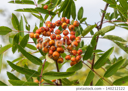 Clusters of ripe berries on Sorbus aucuparia branches showcasing the vibrant hues of European Rowan during late summer in a natural setting Clusters of ripe berries on Sorbus aucuparia branches showcasing the vibrant hues of European Rowan during late summer in a natural setting 140212122
