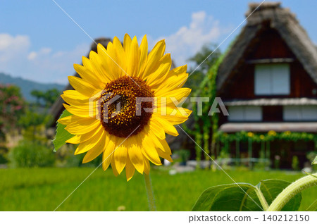 白川鄉合掌造房屋與夏日的向日葵 白川鄉合掌造房屋與夏日的向日葵 140212150