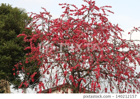 Red flowering peach blossoms blooming in the spring park Red flowering peach blossoms blooming in the spring park 140212157