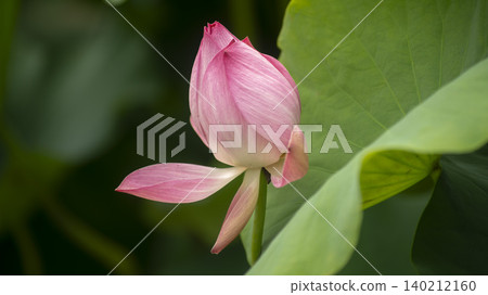 lotus lotus 140212160