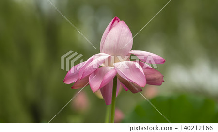 lotus lotus 140212166