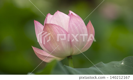 lotus lotus 140212167
