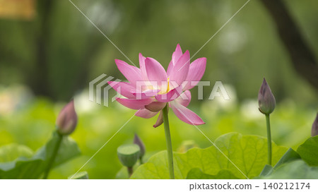 lotus lotus 140212174