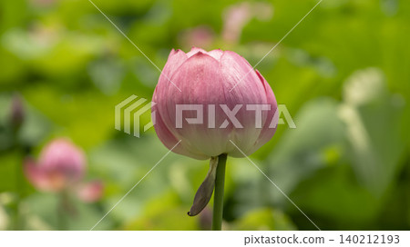 lotus 140212193