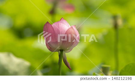 lotus 140212198