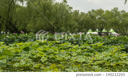 lotus lotus 140212203