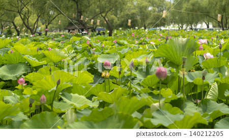 lotus lotus 140212205