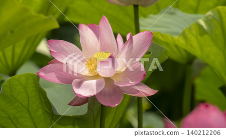 lotus lotus 140212206