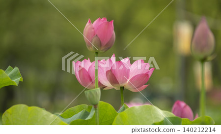 lotus 140212214