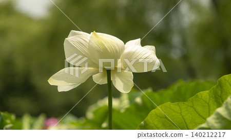 lotus lotus 140212217