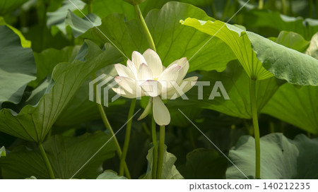 lotus lotus 140212235