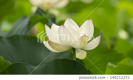lotus lotus 140212251