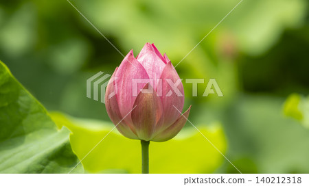 lotus lotus 140212318