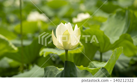 lotus lotus 140212322