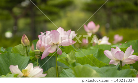 lotus 140212324