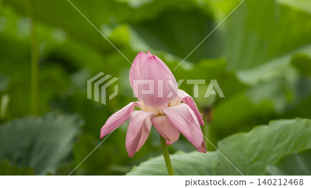 lotus lotus 140212468
