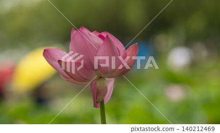 lotus 140212469