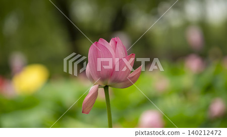 lotus lotus 140212472