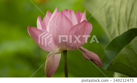 lotus 140212473