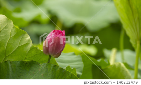 lotus lotus 140212479