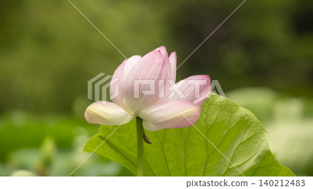 lotus 140212483