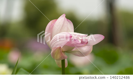 lotus 140212486