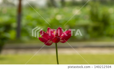 lotus lotus 140212504