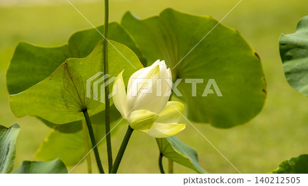 lotus 140212505
