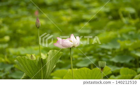 lotus 140212510
