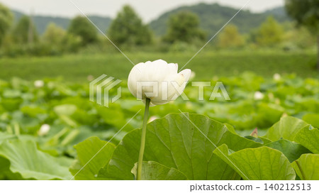 lotus 140212513