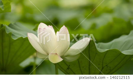 lotus 140212515
