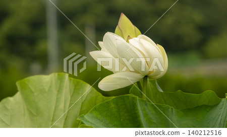 lotus lotus 140212516
