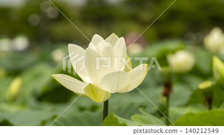 lotus 140212549