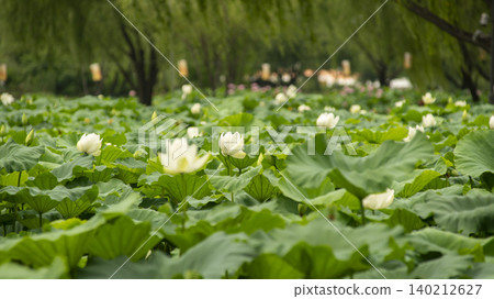 lotus 140212627