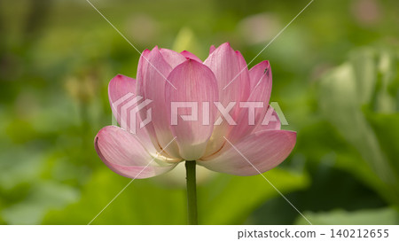 lotus 140212655