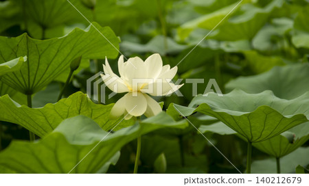 lotus lotus 140212679