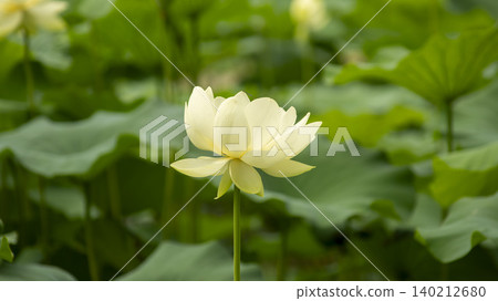 lotus lotus 140212680